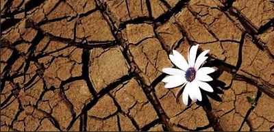 Flor en el desierto