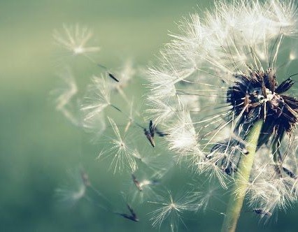 dandelion1