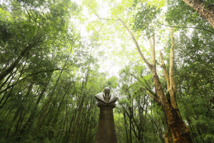 Bosque do Papa Curitiba
